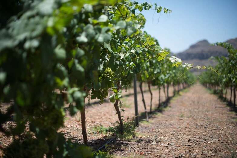 La cata estará dirigida por el enólogo Juan Daniel Ramírez (Foto TA)