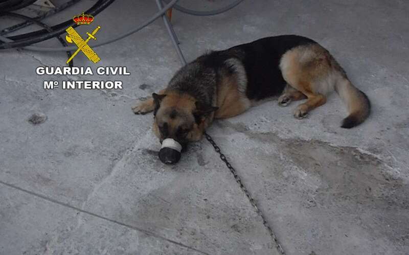 Imagen de uno de los dos perros con el hocico encintado (Foto TA)