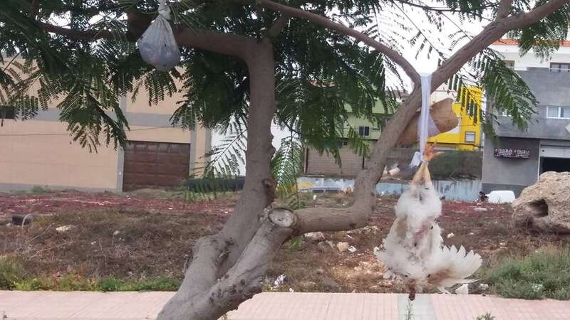 Imagen de archivo de los restos de un ritual de santería en Las Huesas (Foto TA)