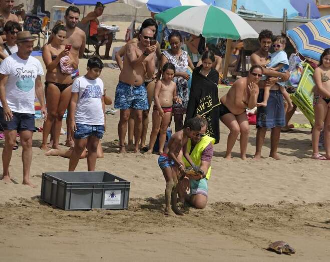 Imagen de la suelta de tortugas en Las Canteras (Foto TA)
