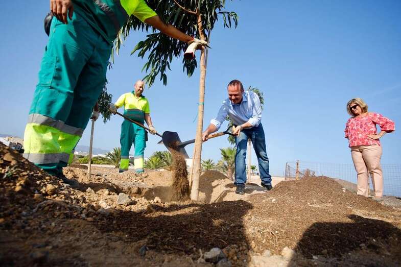 El alcalde Augusto Hidalgo, trasplantando un ejemplar ante la mirada de la concejal Inmaculada Medina (Foto TA)