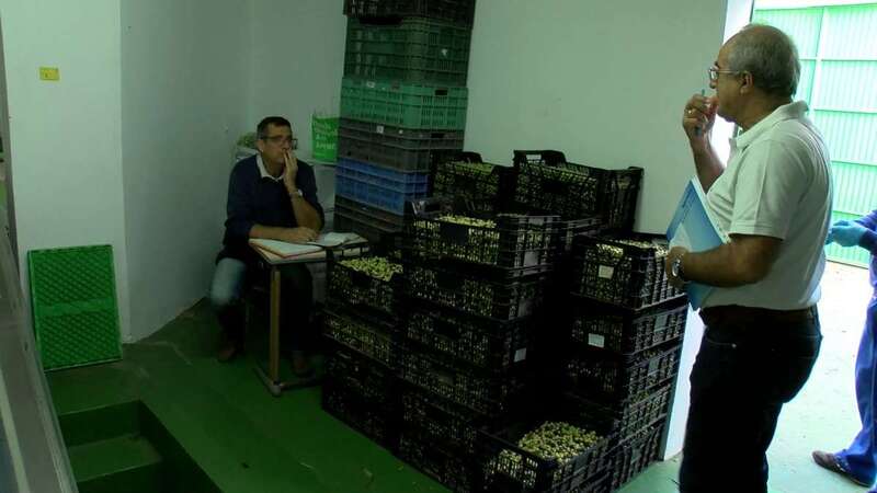 La previsión de la almazara es de entre 40.000 y 50.000 kilos (Foto TA)