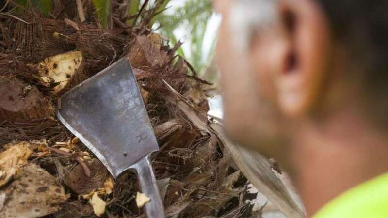 Palmera afectada por el picudín en San Bartolomé de Tirajana (Foto Canarias7 / Borja Suárez)