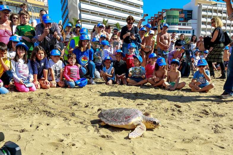 Imagen de la suelta de la tortuga en la playa de Las Canteras (Foto TA)
