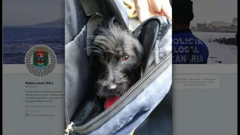 Imagen del perro encontrado en el interior de un contenedor de basura (imagen Policía Local LPA).