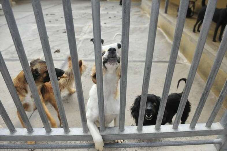 Gran Canaria tiene una de las cifras de abandono más altas de Europa (Foto Canarias7)