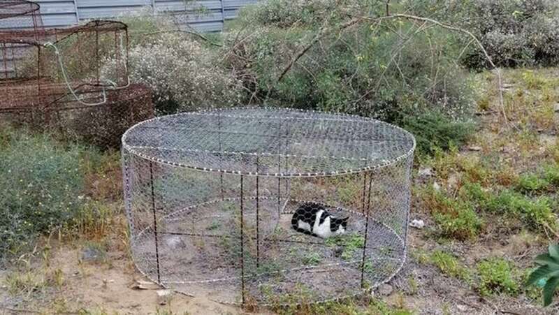 El gato atrapado en la nasa a la llegada de los agentes de la Policía Local capitalina (Foto Policía Local de Las Palmas de GC)