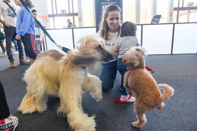 La II Ferial del Animal de Compañía de Gran Canaria se celebró este fin de semana en Infecar (Foto TA)