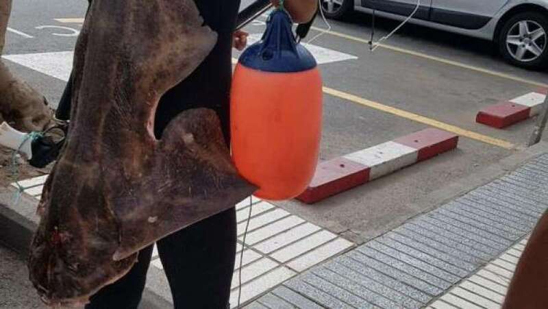 Imagen del pescador con el ejemplar de angelote a su espalda (Foto Canarias7)