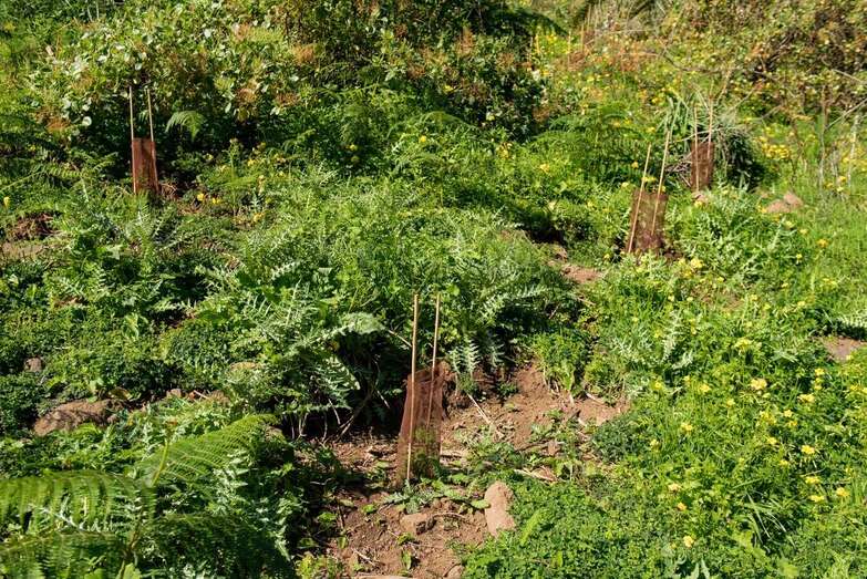 Las actuaciones se llevaron a cabo en El Gamonal, El Bermejal y el barranco de Santa Brígida (Foto TA)