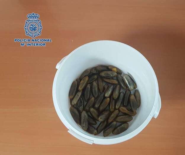 La radiografía confirmó que se había tragado 270 gramos de hachís (Foto TA)