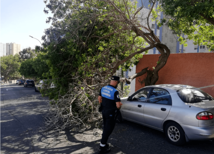 Imagen de la caída de una rama sobre un vehículo en Parque Central (Foto TA)