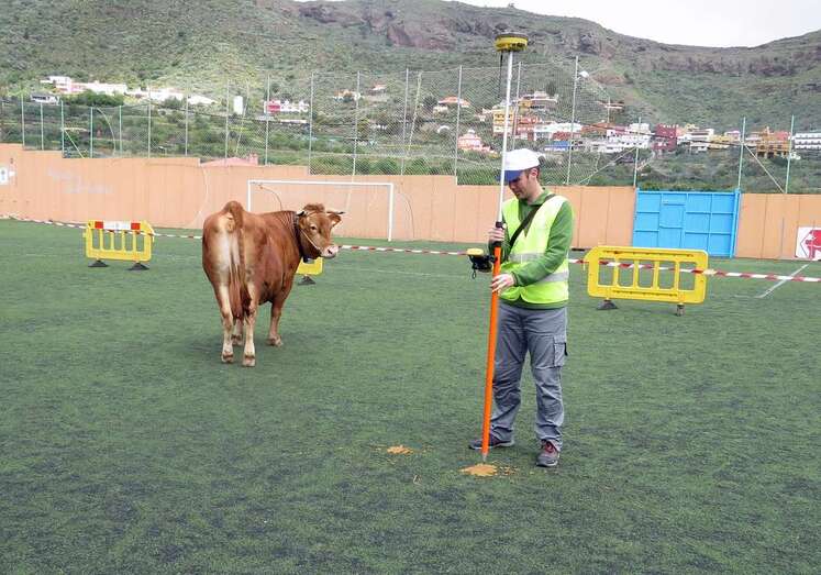 La vaca Mariposa será la encargada de defecar en el campo de fútbol (Foto TA)