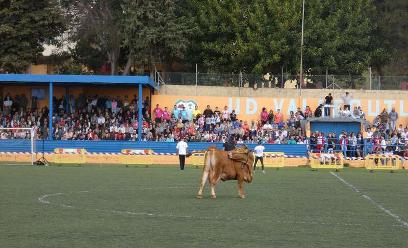 Una de las vacas en el terreno del campo municipal de fútbol (Foto Acfi Press)