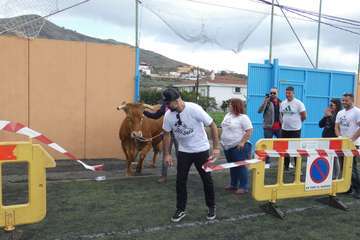 Tercera edición del concurso La Caca de la Vaca en Valsequillo (Foto Acfi Press)