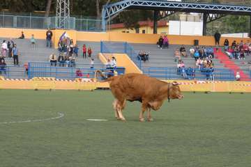Tercera edición del concurso La Caca de la Vaca en Valsequillo (Foto Acfi Press)