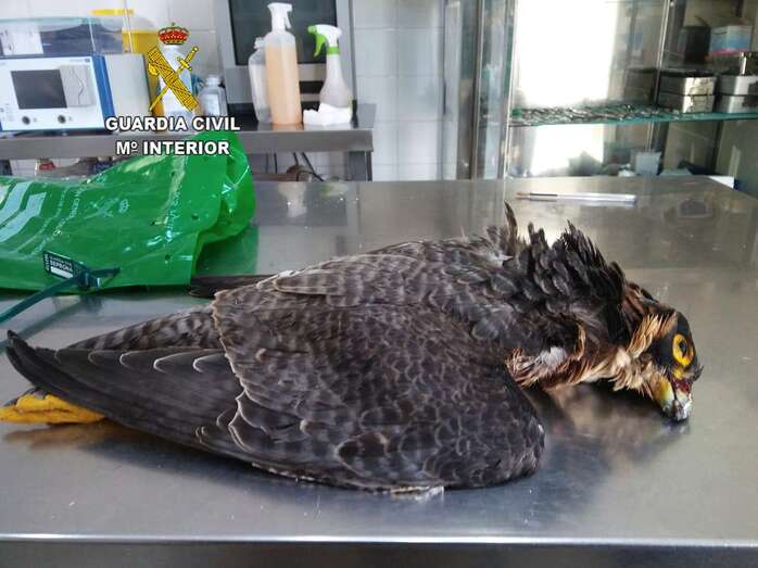 Imagen del cadáver del halcón de tagorote (Foto TA)