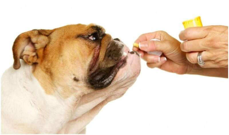 Pastilla a un perro (Foto TA)