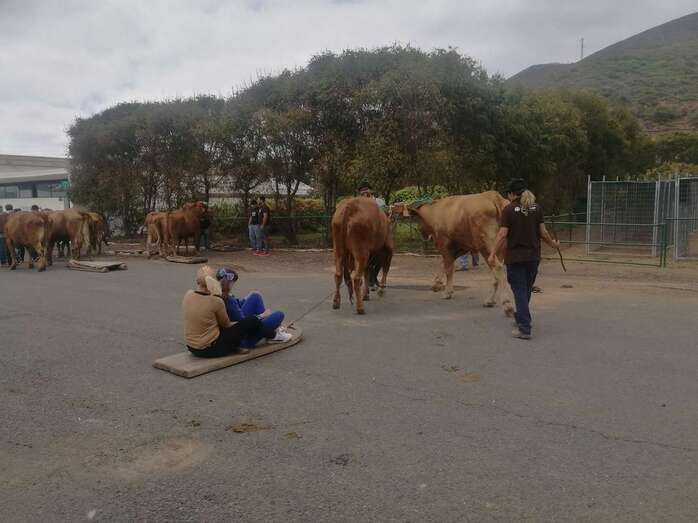 Disfrutaron en la Granja de arrastre de ganado y de exhibiciones de trasquilada y ordeño (Foto TA)