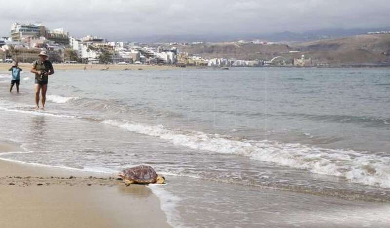 Imagen de una de las tortugas liberadas en la playa de Las Canteras con motivo del Día de los Océanos (Foto Efe)