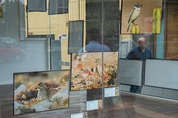  Una exposición fotográfica muestra en la fachada del Cabildo el esplendor de la fauna avícola de Gran Canaria (Foto TA)