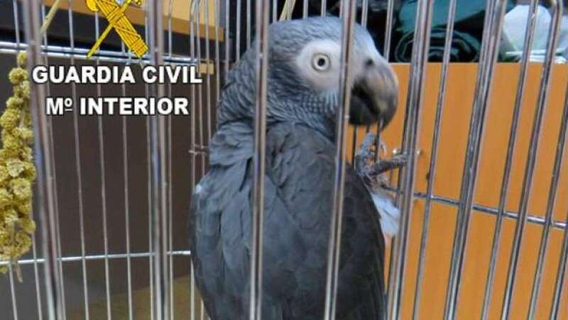 Loro gris enjaulado en el local de una asociación cannábica en Las Palmas de Gran Canaria (Foto TA)