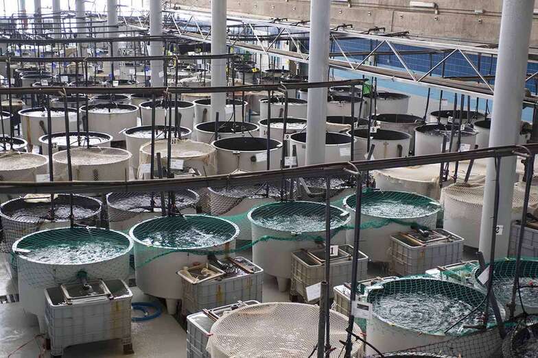 Planta de cultivo de peces en el Parque Científico Tecnológico Marino de Taliarte (Foto TA)