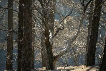 Imágenes de la quinta jornada del incendio de la cumbre grancanaria (Foto TA, Jesús Ruiz Mesa, C7, Acfi Press y CA)