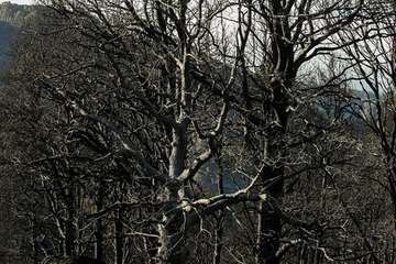 Imágenes de la quinta jornada del incendio de la cumbre grancanaria (Foto TA, Jesús Ruiz Mesa, C7, Acfi Press y CA)