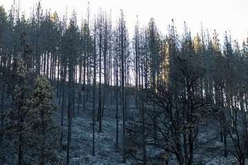 Imágenes de la quinta jornada del incendio de la cumbre grancanaria (Foto TA, Jesús Ruiz Mesa, C7, Acfi Press y CA)