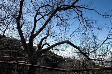 Imágenes de la quinta jornada del incendio de la cumbre grancanaria (Foto TA, Jesús Ruiz Mesa, C7, Acfi Press y CA)