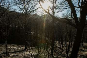 Imágenes de la quinta jornada del incendio de la cumbre grancanaria (Foto TA, Jesús Ruiz Mesa, C7, Acfi Press y CA)