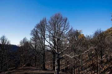Imágenes de la quinta jornada del incendio de la cumbre grancanaria (Foto TA, Jesús Ruiz Mesa, C7, Acfi Press y CA)