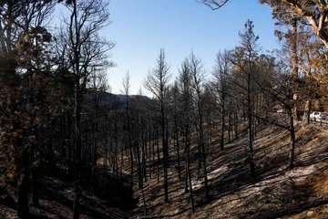 Imágenes de la quinta jornada del incendio de la cumbre grancanaria (Foto TA, Jesús Ruiz Mesa, C7, Acfi Press y CA)