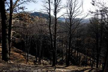 Imágenes de la quinta jornada del incendio de la cumbre grancanaria (Foto TA, Jesús Ruiz Mesa, C7, Acfi Press y CA)