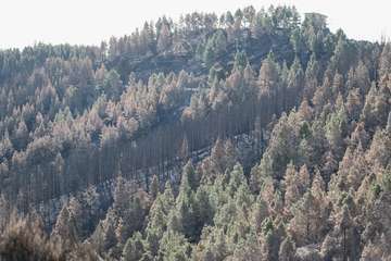 El jefe de Emergencias del Cabildo de Gran Canaria, Federico Trillo, explicó este jueves el desarrollo del último fuego que afectó a la Isla (Foto TA)