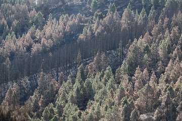 El jefe de Emergencias del Cabildo de Gran Canaria, Federico Trillo, explicó este jueves el desarrollo del último fuego que afectó a la Isla (Foto TA)