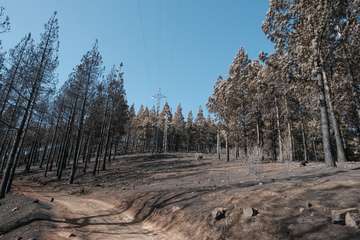 El jefe de Emergencias del Cabildo de Gran Canaria, Federico Trillo, explicó este jueves el desarrollo del último fuego que afectó a la Isla (Foto TA)