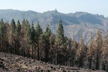 El jefe de Emergencias del Cabildo de Gran Canaria, Federico Trillo, explicó este jueves el desarrollo del último fuego que afectó a la Isla (Foto TA)