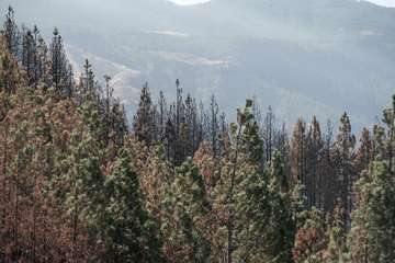 El jefe de Emergencias del Cabildo de Gran Canaria, Federico Trillo, explicó este jueves el desarrollo del último fuego que afectó a la Isla (Foto TA)