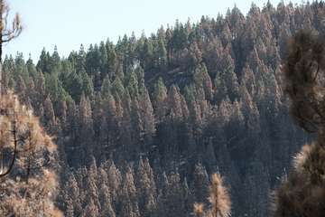 El jefe de Emergencias del Cabildo de Gran Canaria, Federico Trillo, explicó este jueves el desarrollo del último fuego que afectó a la Isla (Foto TA)