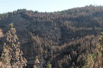 El jefe de Emergencias del Cabildo de Gran Canaria, Federico Trillo, explicó este jueves el desarrollo del último fuego que afectó a la Isla (Foto TA)