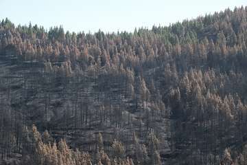 El jefe de Emergencias del Cabildo de Gran Canaria, Federico Trillo, explicó este jueves el desarrollo del último fuego que afectó a la Isla (Foto TA)