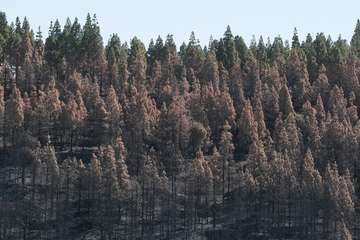 El jefe de Emergencias del Cabildo de Gran Canaria, Federico Trillo, explicó este jueves el desarrollo del último fuego que afectó a la Isla (Foto TA)