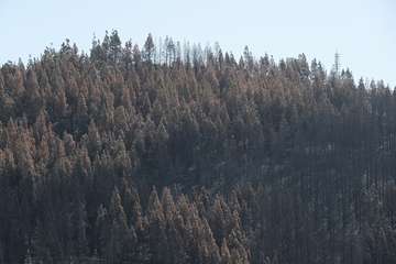 El jefe de Emergencias del Cabildo de Gran Canaria, Federico Trillo, explicó este jueves el desarrollo del último fuego que afectó a la Isla (Foto TA)