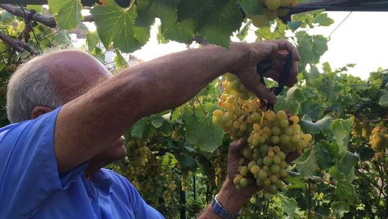 Recolección de uvas (Foto TA)