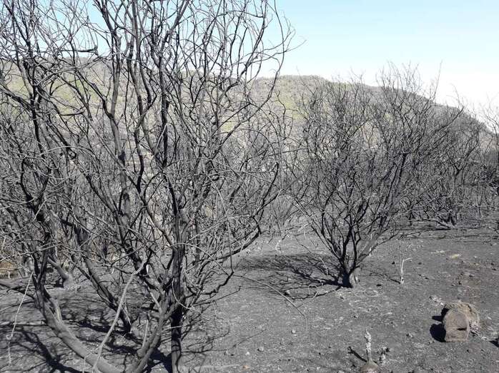 Imagen de una de las zonas afectadas por los incendios del verano (Foto TA)