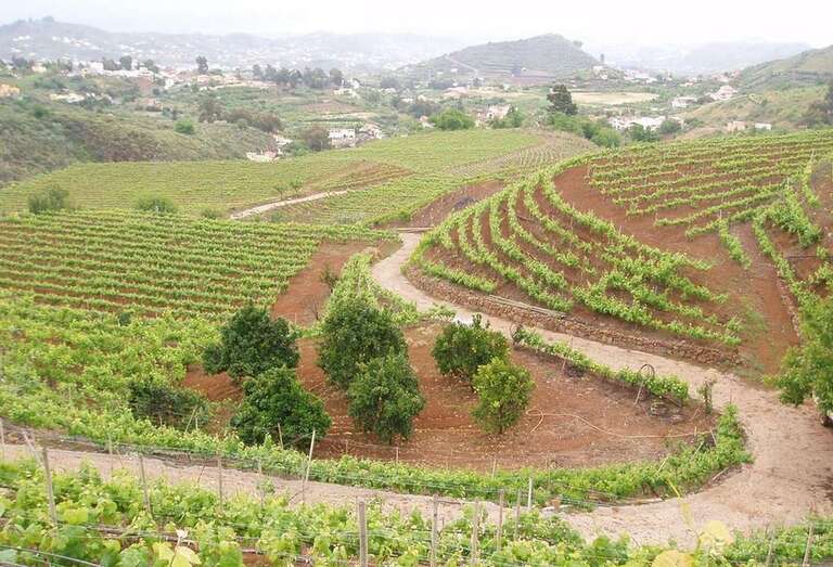 La bodega de San Mateo, que exporta cada año 25.000 botellas a Estados Unidos (Foto TA)