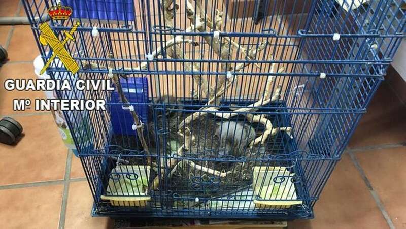 Las dos ardillas abandonadas en Tomás Morales, Las Palmas de Gran Canaria (Foto cedida por la Guardia Civil)