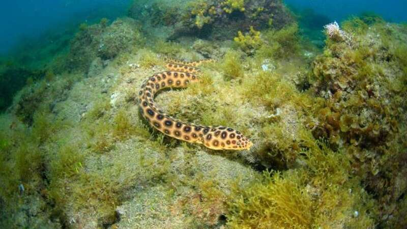 Foto del ganador del certamen (Foto Arturo Telle)